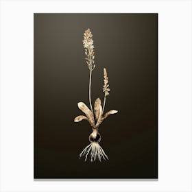 Gold Botanical Scilla Obtusifolia on Chocolate Brown n.3044 Canvas Print