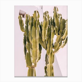 Cactus Against White Canvas Print