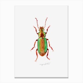 Harpalus distinguendus, Carabidae ground beetle, watercolor artwork Canvas Print