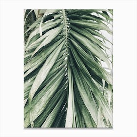 Palm Leaf 8 Canvas Print