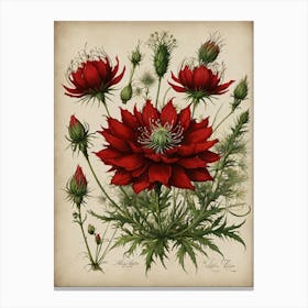 Red Cosmos Canvas Print