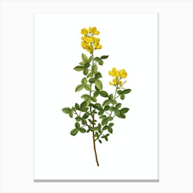 Vintage Common Cytisus Botanical Illustration on Pure White n.0838 Canvas Print