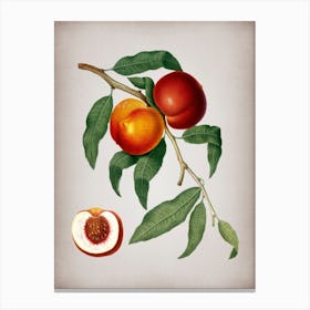 Vintage Walnut Botanical on Parchment n.0687 Canvas Print