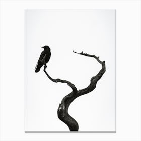 Crow On Branch Canvas Print