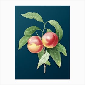 Vintage Peach Botanical Art on Teal Blue n.0753 Canvas Print
