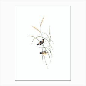Vintage Square Tailed Warbler Bird Illustration on Pure White n.0314 Canvas Print
