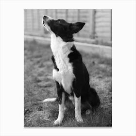 Border Collie Gazing Canvas Print