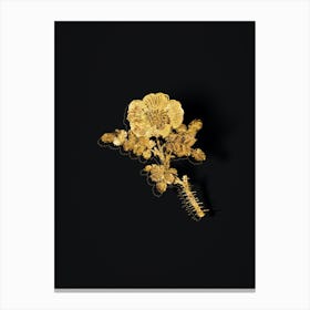 Vintage Burnet Rose Botanical in Gold on Black n.0599 Canvas Print