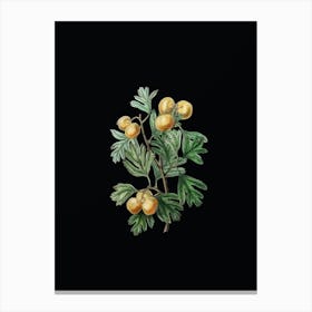 Vintage Aronia Thorn Flower Botanical Illustration on Solid Black n.0787 Canvas Print
