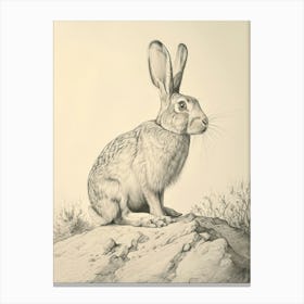 Flemish Giant Rabbit Drawing 4 Canvas Print