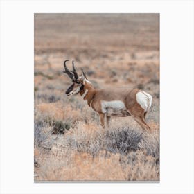 Nature Pronghorn Canvas Print