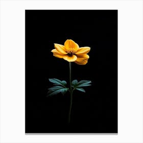 Single Yellow Flower On Black Background 8 Canvas Print