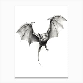 Common Pipistrelle Bat Illustration 1 Canvas Print