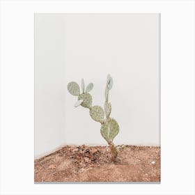 Cactus Plant Canvas Print