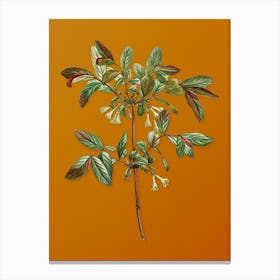 Vintage Honeyberry Flower Botanical on Sunset Orange n.0964 Canvas Print