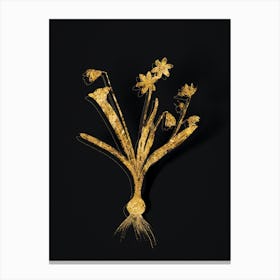 Vintage Scilla Amoena Botanical in Gold on Black Canvas Print