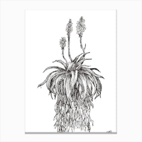 Black and White Aloe with Three Flowers Canvas Print