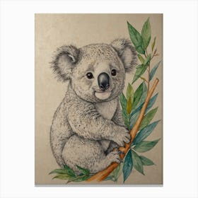 Koala 20 Canvas Print