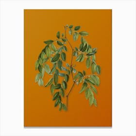 Vintage Jujube Botanical on Sunset Orange n.0621 Canvas Print