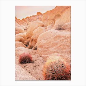 Warm Desert Barrel Cactus Canvas Print