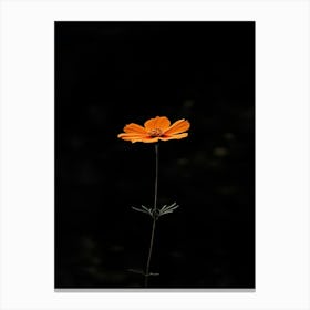 Single Flower 11 Canvas Print