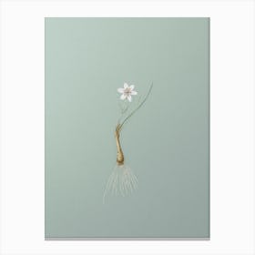 Vintage Snowdon Lily Botanical Art on Mint Green n.0473 Canvas Print