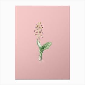 Vintage Brown Widelip Orchid Botanical on Soft Pink n.0082 Canvas Print
