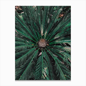 Botanical Palm Leaves Canvas Print