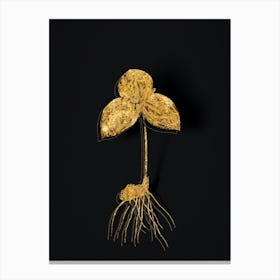 Vintage Tri Flower Botanical in Gold on Black n.0193 Canvas Print