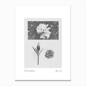 Carnation Botanical Collage 4 Canvas Print