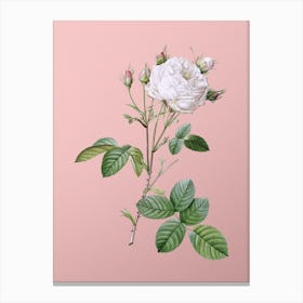 Vintage White Provence Rose Botanical on Soft Pink n.0577 Canvas Print