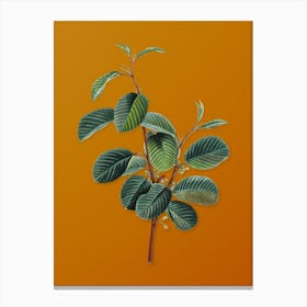 Vintage Alpine Buckthorn Plant Botanical on Sunset Orange n.0330 Canvas Print
