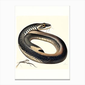 Black Headed Python Snake Vintage Canvas Print