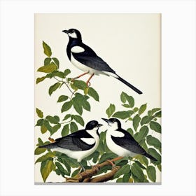 Magpie James Audubon Vintage Style Bird Canvas Print