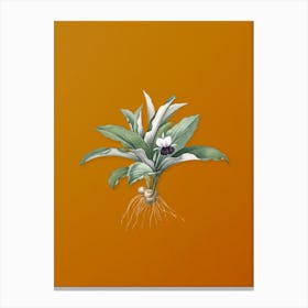 Vintage Kaempferia Angustifolia Botanical on Sunset Orange n.0803 Canvas Print