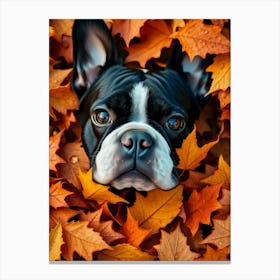 Boston Terrier In Autumn Leaves Canvas Print