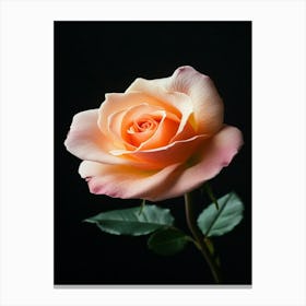 Peach Rose 26 Canvas Print