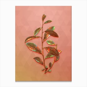 Vintage Grey Willow Botanical Art on Peach Pink n.0445 Canvas Print