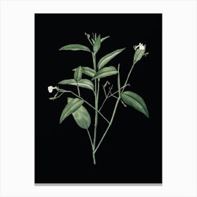 Vintage Maranta Arundinacea Botanical Illustration on Solid Black Canvas Print