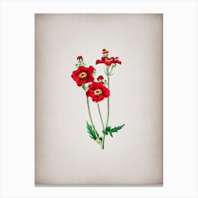Vintage Chilian Guem Flower Botanical on Parchment Canvas Print