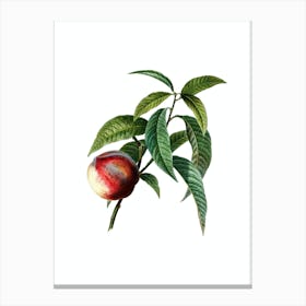 Vintage Peach Botanical Illustration on Pure White n.0885 Canvas Print
