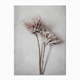 Dried Proteas Duo Canvas Print