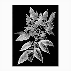 Spirea Leaf Linocut 3 Canvas Print