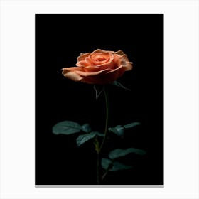 Single Rose On Black Background 49 Canvas Print