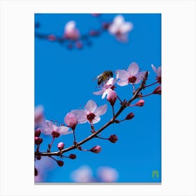 Bee On A Cherry Blossom 20220228 70ppub Canvas Print