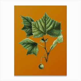 Vintage American Sycamore Botanical on Sunset Orange n.0599 Canvas Print