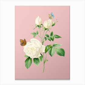 Vintage White Bengal Rose Botanical on Soft Pink n.0747 Canvas Print