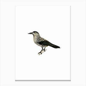 Vintage Spotted Nutcracker Bird Illustration on Pure White Canvas Print