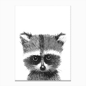 Baby Racoon Canvas Print