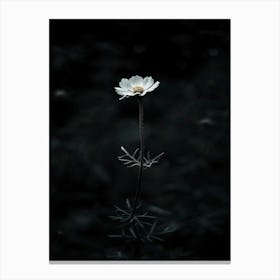 Flower In The Dark 76 Canvas Print